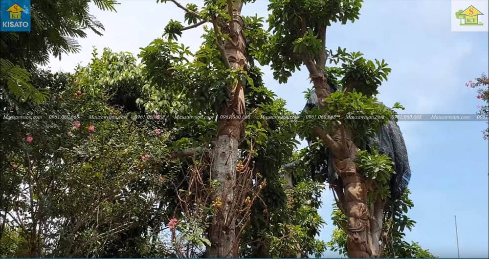 Loài Cây Sa La-Cây Vô Ưu Hay Còn Goi Cây Đầu Lân