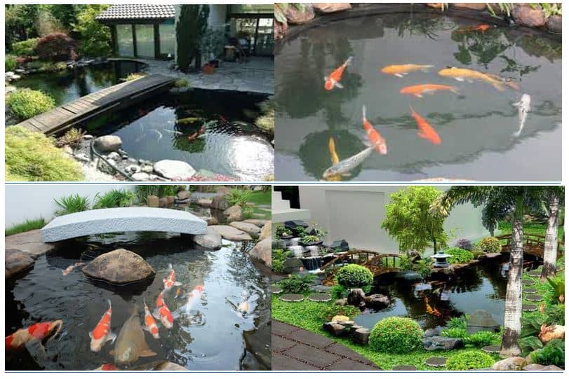 Những lưu ý khi thiết kế hồ cá Koi
