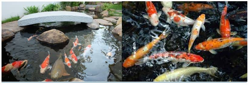 Những lưu ý khi thiết kế hồ cá Koi