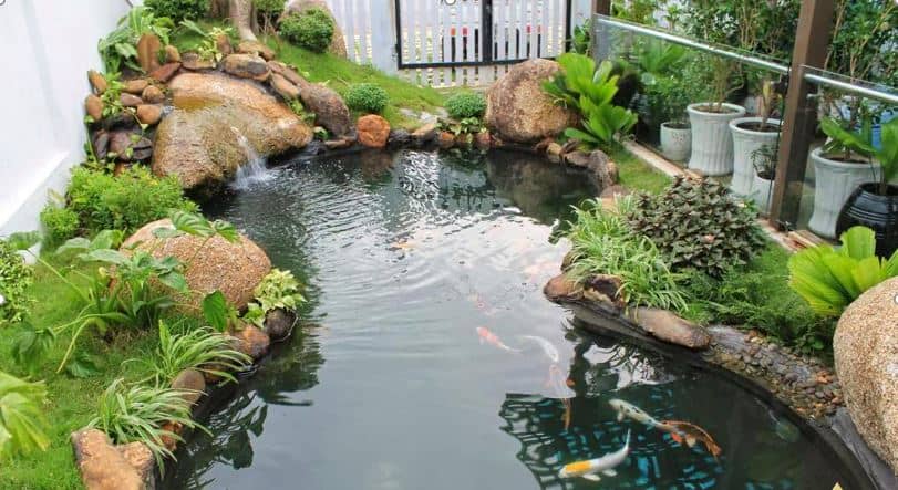 Những lưu ý khi thiết kế hồ cá Koi