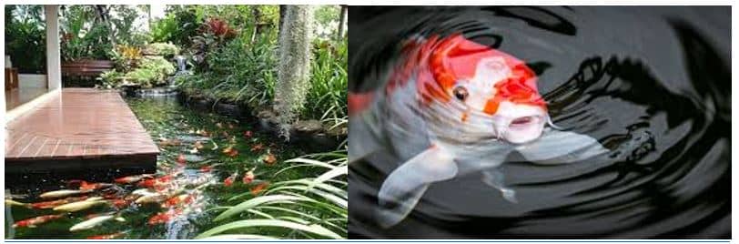 Những lưu ý khi thiết kế hồ cá Koi