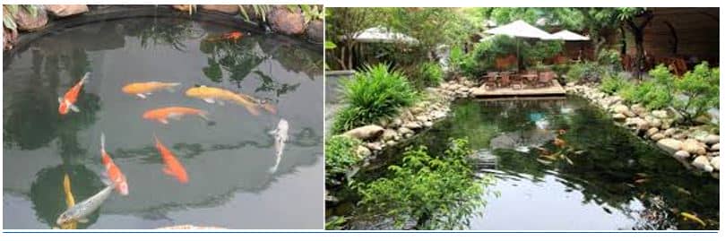 Những lưu ý khi thiết kế hồ cá Koi