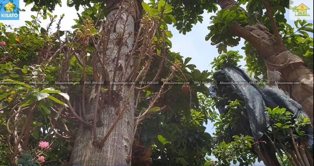 Loài Cây Sa La-Cây Vô Ưu Hay Còn Goi Cây Đầu Lân