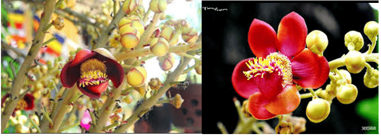 Loài Cây Sa La-Cây Vô Ưu Hay Còn Goi Cây Đầu Lân