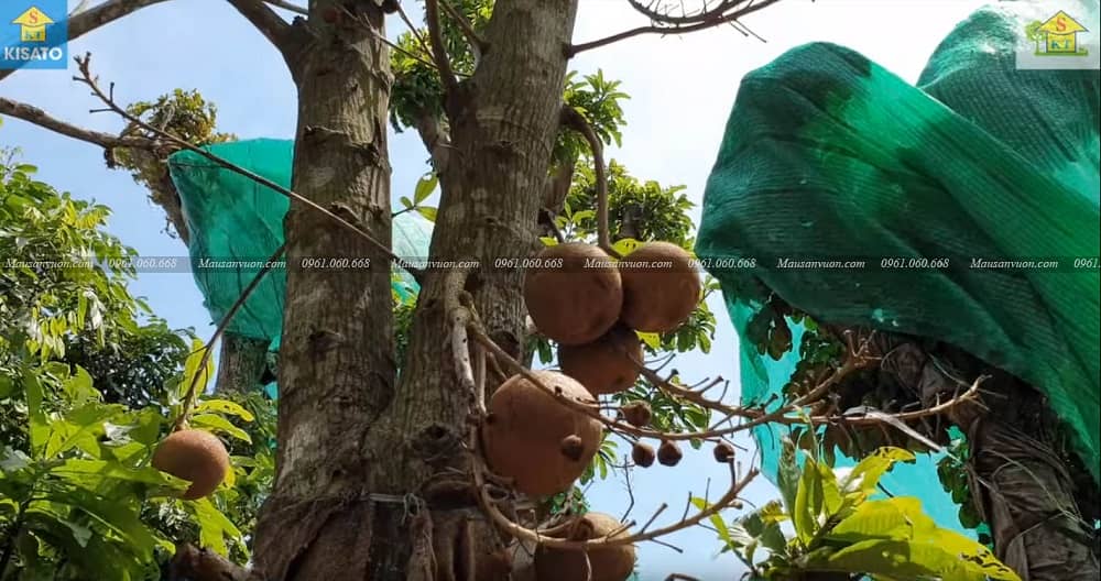 Loài Cây Sa La-Cây Vô Ưu Hay Còn Goi Cây Đầu Lân