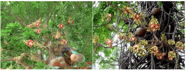 Loài Cây Sa La-Cây Vô Ưu Hay Còn Goi Cây Đầu Lân