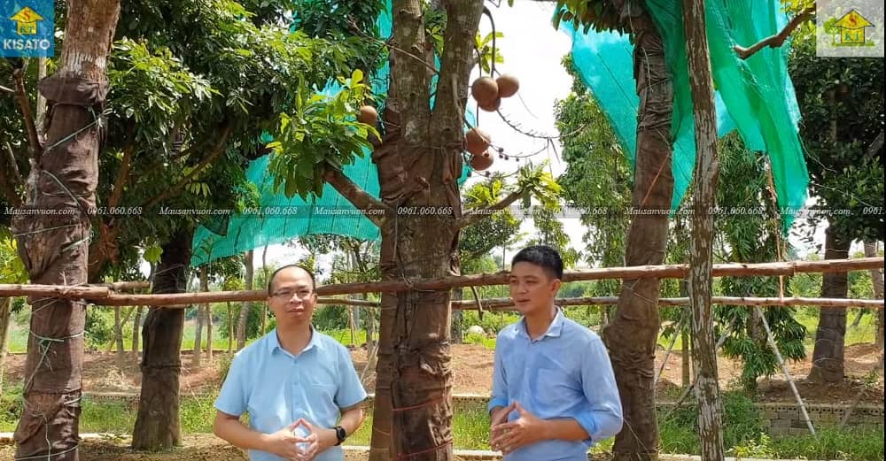 vLoài Cây Sa La-Cây Vô Ưu Hay Còn Goi Cây Đầu Lân
