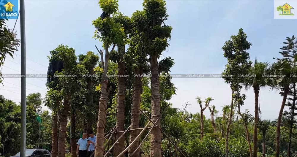 Loài Cây Sa La-Cây Vô Ưu Hay Còn Goi Cây Đầu Lân