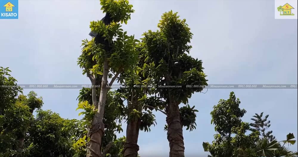 Loài Cây Sa La-Cây Vô Ưu Hay Còn Goi Cây Đầu Lân