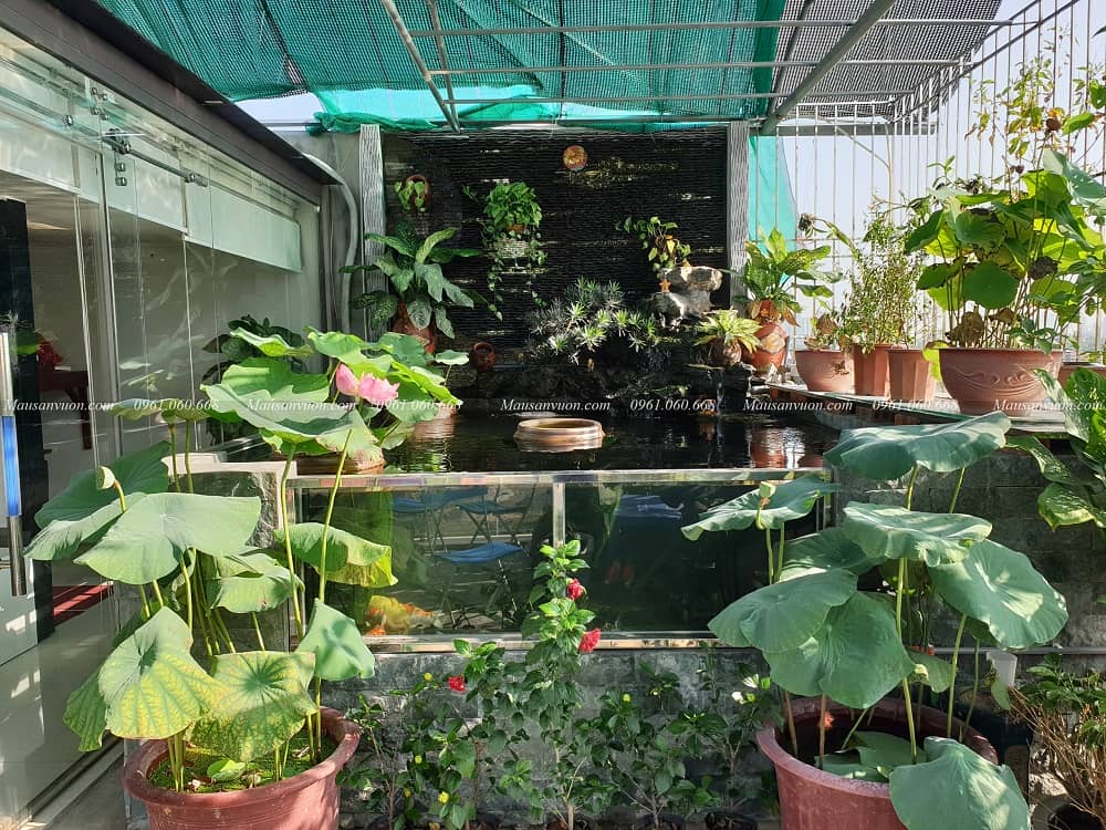 Mẫu hồ cá Koi đẹp