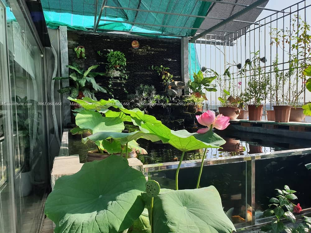 Mẫu hồ cá Koi đẹp