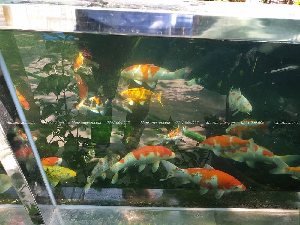 Mẫu hồ cá Koi đẹp