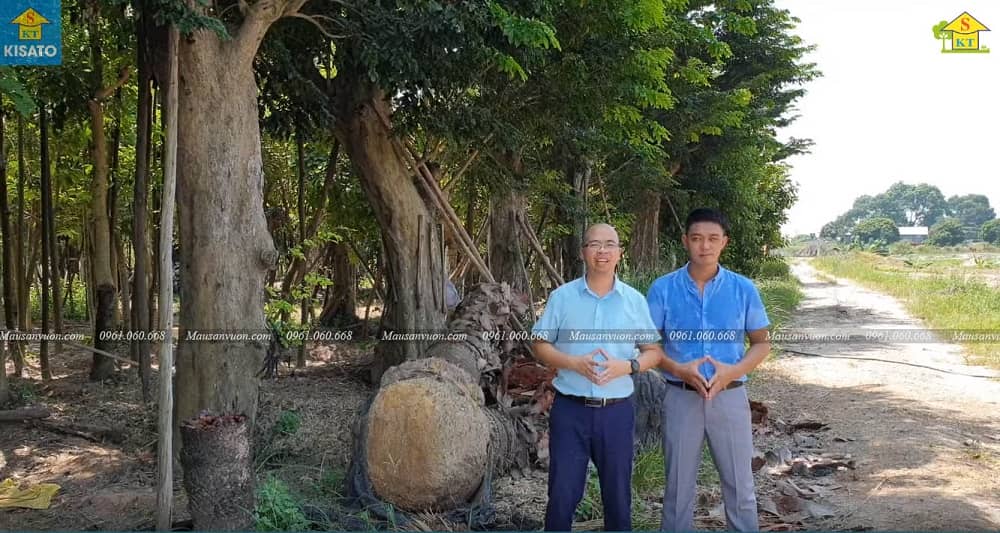 1--SSS Cây Giáng Hương