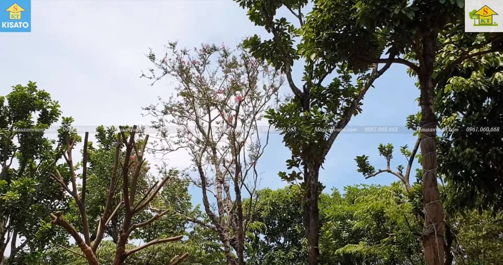 1--SSS Mẫu Sân Vườn Sẽ Đẹp Hơn Khi Trong Vườn Có Cây Tường Vi