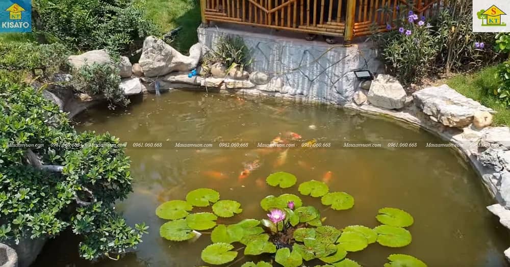 15SS Mẫu Hồ Cá Koi Đẹp Cho Không Gian Sân Vườn Cafe Vườn Ngoài Trời