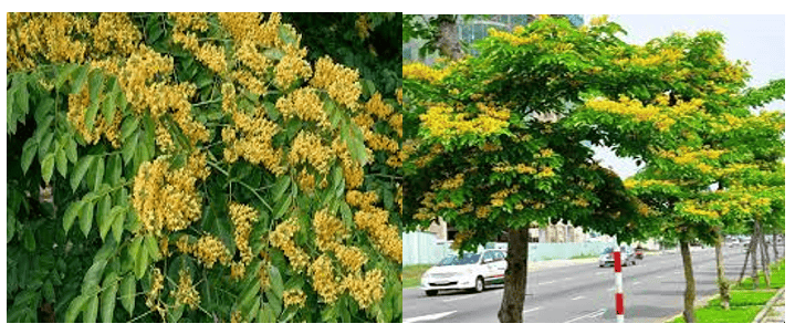1c Cây Giáng Hương