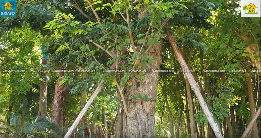 3--SSS Cây Giáng Hương