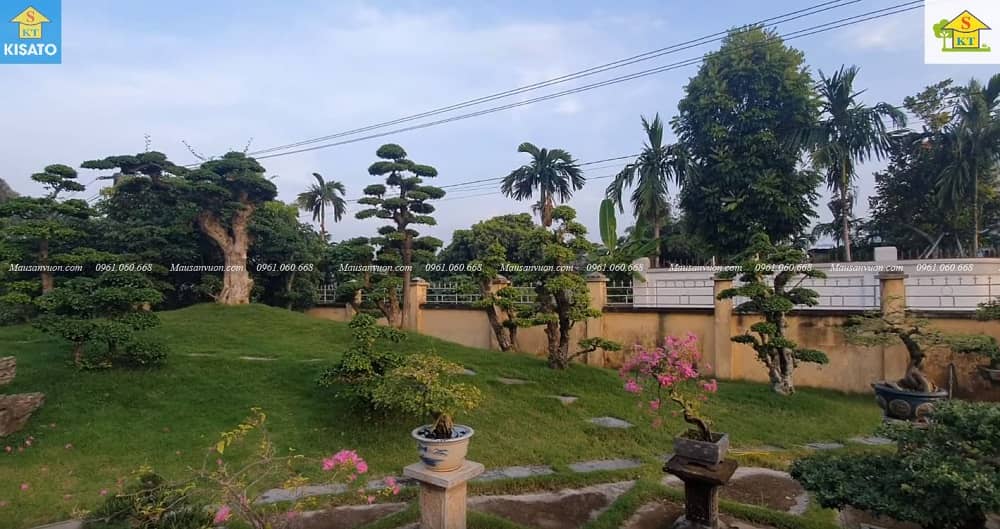 3SSS Mẫu Sân Vườn Đẹp Với Đồi Duối Cổ Độc Nhất Vô Nhị Tại Việt Nam