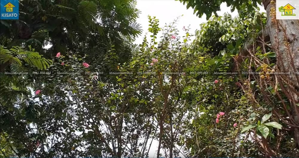 5-SS Mẫu Sân Vườn Sẽ Đẹp Hơn Khi Trong Vườn Có Cây Tường Vi