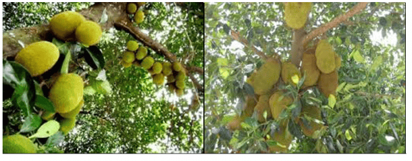 Cây Mít Ta Loài Cây Xanh Không Thể Thiếu Cho Không Gian Sân Vườn Đẹp