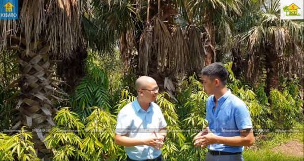 Cây Thốt Nốt Điểm Nhấn Cho Không Gian Sân Vườn Đẹp Của Bạn