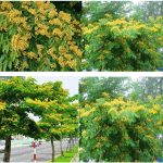 Đã Làm Sân Vườn Đẹp Thì Không Thể Không Có Cây Giáng Hương 2