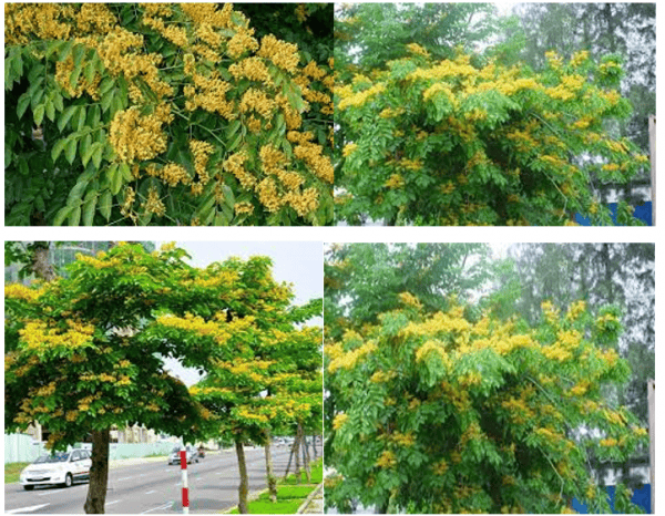 Đã Làm Sân Vườn Đẹp Thì Không Thể Không Có Cây Giáng Hương