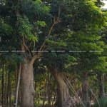 Đã Làm Sân Vườn Đẹp Thì Không Thể Không Có Cây Giáng Hương 5