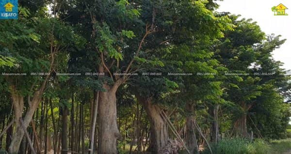 Đã Làm Sân Vườn Đẹp Thì Không Thể Không Có Cây Giáng Hương