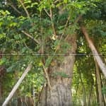 Đã Làm Sân Vườn Đẹp Thì Không Thể Không Có Cây Giáng Hương 4