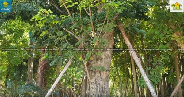 Đã Làm Sân Vườn Đẹp Thì Không Thể Không Có Cây Giáng Hương