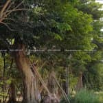 Đã Làm Sân Vườn Đẹp Thì Không Thể Không Có Cây Giáng Hương 3
