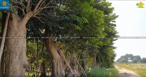 Đã Làm Sân Vườn Đẹp Thì Không Thể Không Có Cây Giáng Hương
