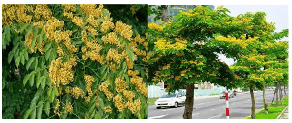 Đã Làm Sân Vườn Đẹp Thì Không Thể Không Có Cây Giáng Hương