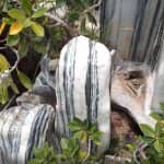 Hòn Non Bộ Đẹp Bằng Đá Tuyết Sơn Nghệ An HN03 6