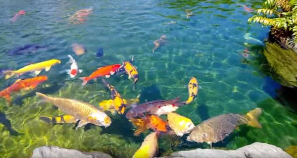 Kinh Nghiệm Nuôi và Chăm Sóc Cá Koi