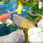 Kinh Nghiệm Nuôi và Chăm Sóc Cá Koi 5