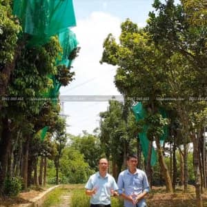KISATO VIEW Kiến Tạo Không Gian Xanh Mát Cho Sân Vườn Nhà Bạn