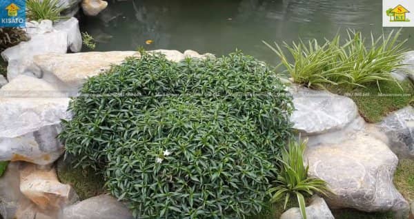 Mẫu Hồ Cá Koi Đẹp Đẳng Cấp Cho Không Gian Sân Vườn Biệt Thự Hiện Đại