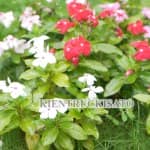 Bí Mật Khiến Mẫu Sân Vườn Lọt Top[1+] Đẹp Vạn Người Mê 10