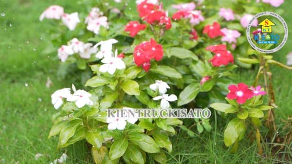 Bí Mật Khiến Mẫu Sân Vườn Lọt Top[1+] Đẹp Vạn Người Mê