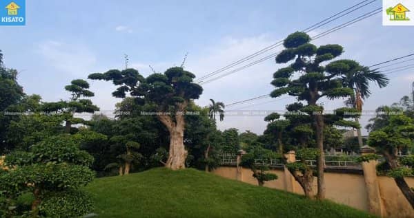 Mẫu Sân Vườn Đẹp Với Đồi Duối Cổ Độc Nhất Vô Nhị Tại Việt Nam