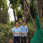 Mẫu Sân Vườn Sẽ Đẹp Hơn Khi Trong Vườn Có Cây Tường Vi 2
