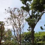 Mẫu Sân Vườn Sẽ Đẹp Hơn Khi Trong Vườn Có Cây Tường Vi