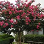 Mẫu Sân Vườn Sẽ Đẹp Hơn Khi Trong Vườn Có Cây Tường Vi 6