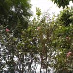 Mẫu Sân Vườn Sẽ Đẹp Hơn Khi Trong Vườn Có Cây Tường Vi 7