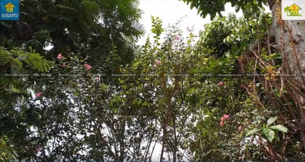 Mẫu Sân Vườn Sẽ Đẹp Hơn Khi Trong Vườn Có Cây Tường Vi