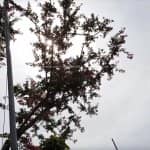 Mẫu Sân Vườn Sẽ Đẹp Hơn Khi Trong Vườn Có Cây Tường Vi 8