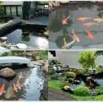Một Số Điểm Lưu Ý Khi Thiết Kế Và Thi Công Hồ Cá Koi